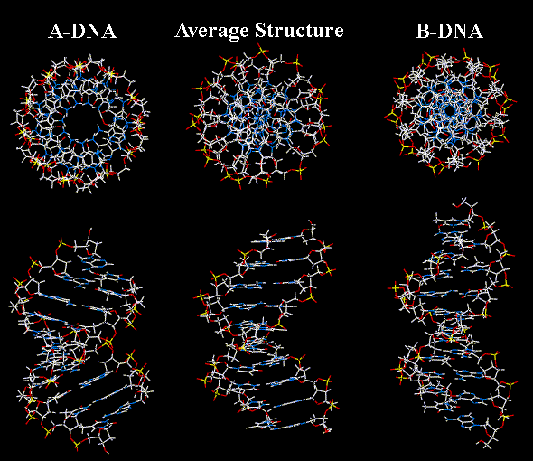 figure files/dna_a_and_b_models.png